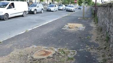 <b>PLATANI ABBATTUTI.</b> Altri 4 alberi tagliati sul viale Sonnino