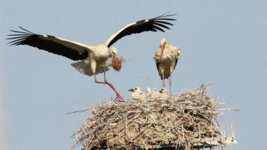 Natura fantastica, tornano le cicogne