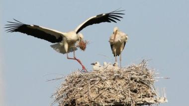 Natura fantastica, tornano le cicogne