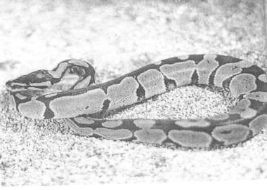 Cresce la psicosi dei serpenti 