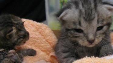 I gattini salvati