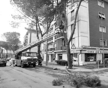 Il taglio di un albero in viale Adua   