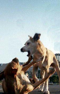 Servizio Asl di sanità animale (anagrafe canina esclusa) trasloca da Massa ai nuovi locali in via 7 Luglio