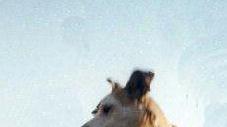Servizio Asl di sanità animale (anagrafe canina esclusa) trasloca da Massa ai nuovi locali in via 7 Luglio