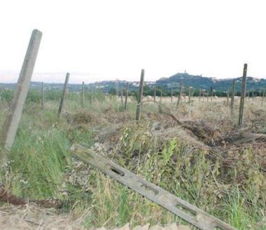 Alcuni dei vigneti in fase di dismissione prima ancora dellok allinstallazione degli impianti fotovoltaici  