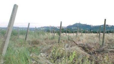 Alcuni dei vigneti in fase di dismissione prima ancora dell’ok all’installazione degli impianti fotovoltaici