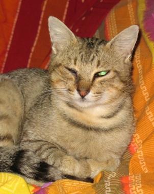 SOS ANIMALI