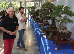 L'arte del bonsai in mostra a Livorno