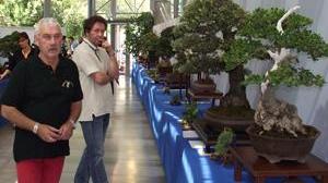 L'arte del bonsai in mostra a Livorno