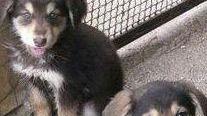 Cuccioli misti di tutte le taglie anche taglie piccole sotto i 6 Kg. disponibili per adozioni.