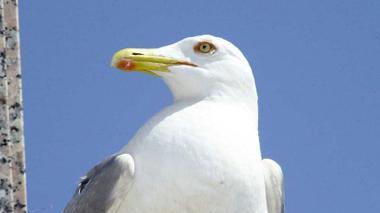 Invasione di gabbiani 200 nidi sui tetti di Livorno