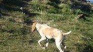 Il cane smarrito a Porto Azzurro