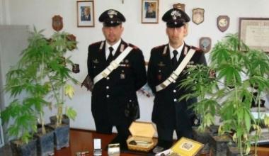 Droga e piante di canapa indiana sequestrate dai carabinieri