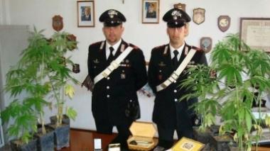 Droga e piante di canapa indiana sequestrate dai carabinieri