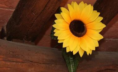 Sopra Silvia Mancina con la bandiera sarda In alto il girasole 
