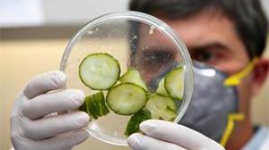 Cetrioli killer, controlli in città