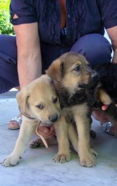 Oltre cento cani iscritti all'anagrafe degli animali con la seconda giornata del microchip gratuito