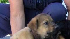 Oltre cento cani iscritti all'anagrafe degli animali con la seconda giornata del microchip gratuito