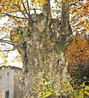 Un castagno secolare della montagna pistoiese 