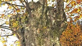 Un castagno secolare della montagna pistoiese