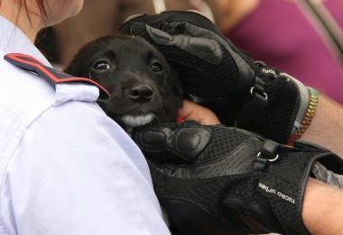 Il cucciolo liberato dai vigili del fuoco A destra i pompieri mentre aprono la bauliera dopo aver rotto il finestrino