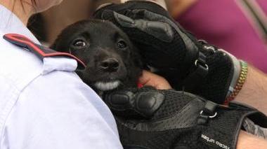 Il cucciolo liberato dai vigili del fuoco A destra i pompieri mentre aprono la bauliera dopo aver rotto il finestrino