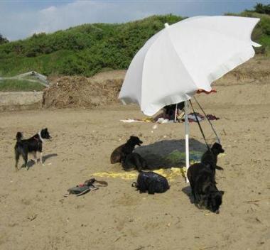 Aumentate le dog beach