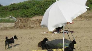 Aumentate le dog beach