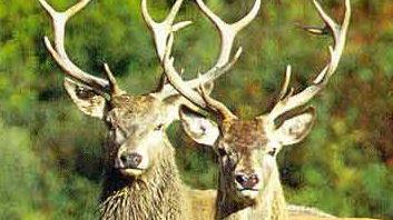 Due esemplari di cervi