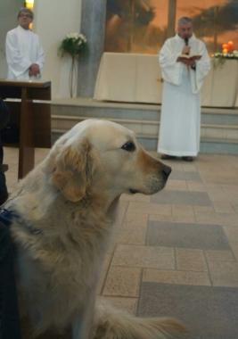 Una curiosa immagine di un cane in chiesa: alla benedizione degli animali ad Antignano          