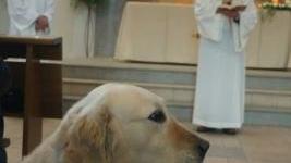 Una curiosa immagine di un cane in chiesa: alla benedizione degli animali ad Antignano