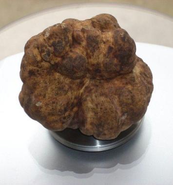 <b>SUA MAEST&Agrave; IL TARTUFO.</b> Protagonista dei venerd&igrave; sullAmiata 