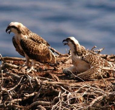 Falco pescatore, ecco il progetto