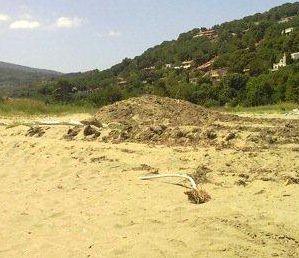 <b>LE DUNE.</b> Assediate da cumuli di alghe 