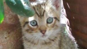 Regalo, solo a veri amanti, 2 splendidi micini maschi nati il 4 aprile 2011, sani, sverminati, molto ...