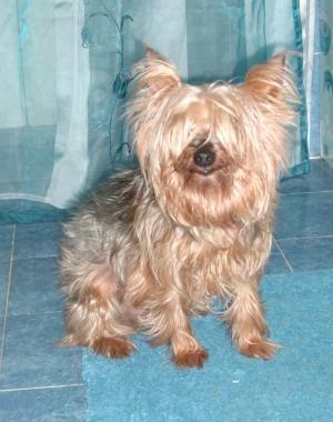 SOS ANIMALI