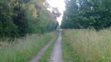 Erba alta lungo il vialetto parellelo al viale dei Tigli