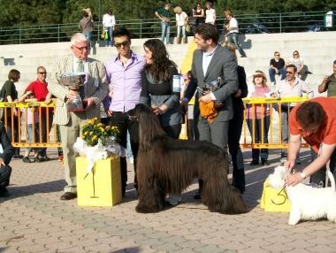 Cani in passerella a San Rossore