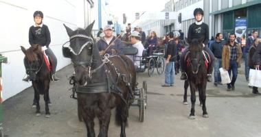 Esemplari di cavalli monterufolini durante una fiera 