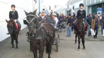 Esemplari di cavalli monterufolini durante una fiera