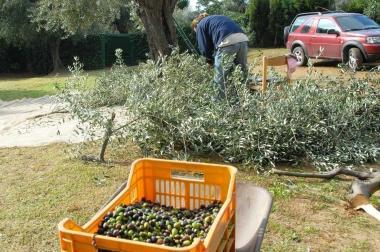 Una raccolta delle olive 
