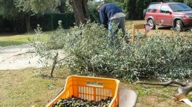 Una raccolta delle olive