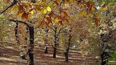 Uno splendido bosco di castagni