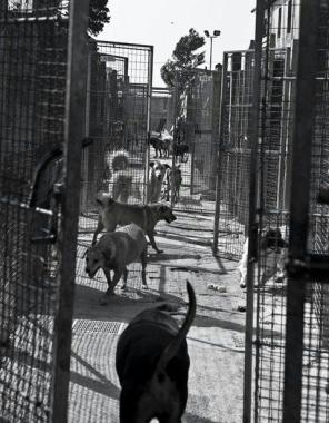Unimmagine dei cani ospitati dal canile 