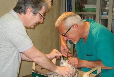 Trova un gabbiano ferito e lo salva