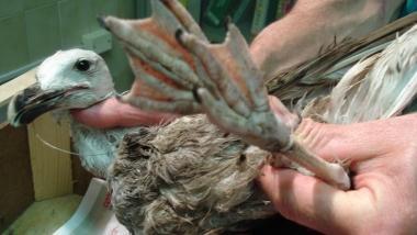 Il cucciolo di gabbiano con le zampe legate dal filo di nylon e lamo infilato nel becco: ecco come &egrave; stato trovato da una passante. Sotto il gabbiano durante lintervento chirurgico nella clinica veterinaria con i medici impegnati a rimuovere lamo   