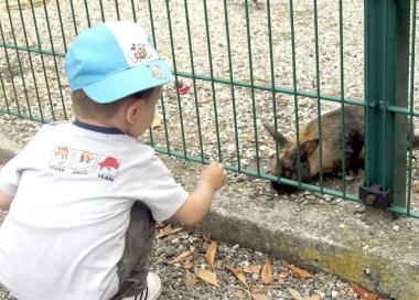 Un bambino mentre d&agrave; del cibo a un coniglietto al parterre e due giovani che si sono rivolti al Comune per risolvere linvasione           