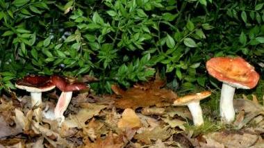 Funghi cambia la raccolta