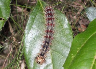 Un esemplare di limantria fotografato sul promontorio di Baratti 