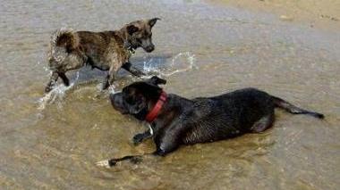 <b>AL MARE.</b> Cani in spiaggia